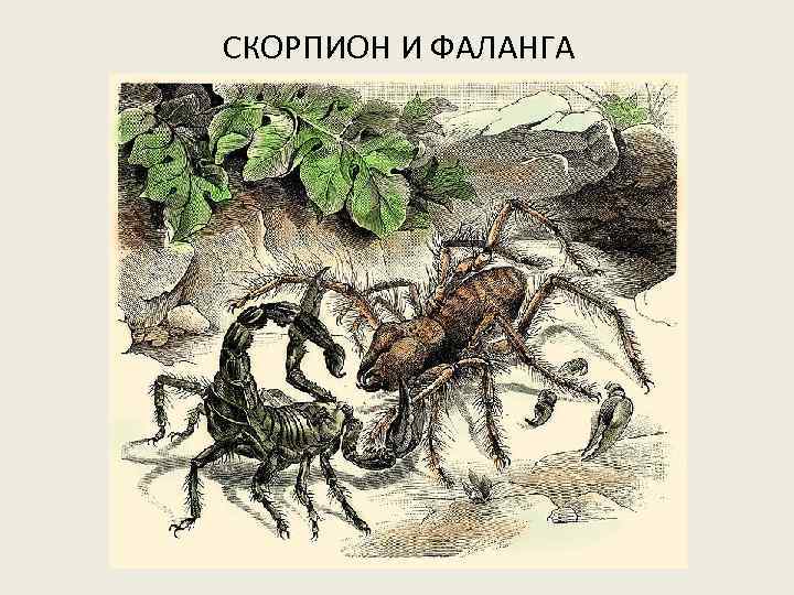 СКОРПИОН И ФАЛАНГА 