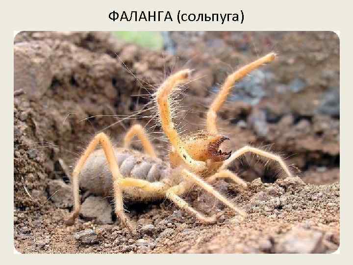 ФАЛАНГА (сольпуга) 