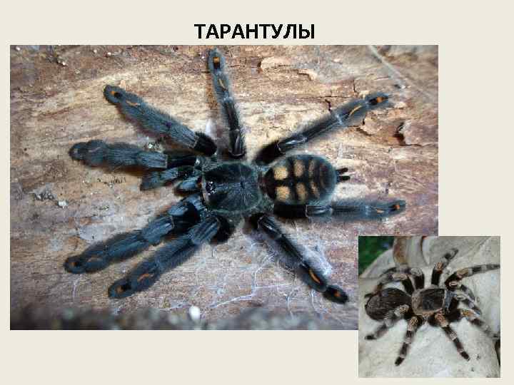 ТАРАНТУЛЫ 
