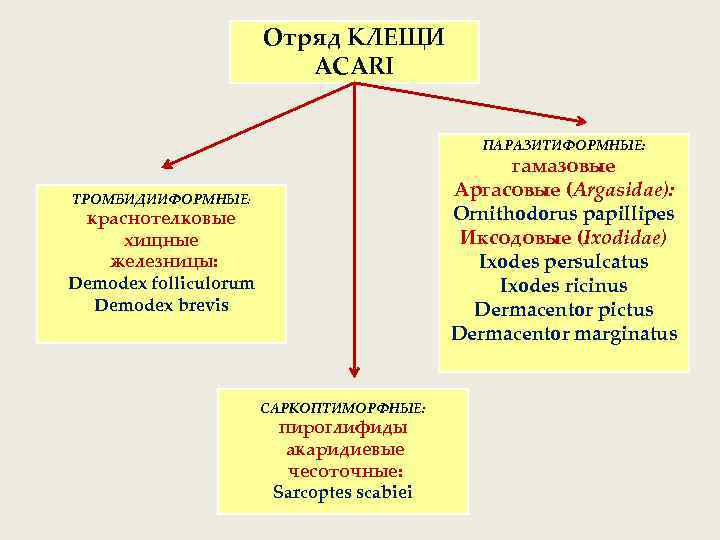 Отряд КЛЕЩИ ACARI ПАРАЗИТИФОРМНЫЕ: гамазовые Аргасовые (Argasidae): Ornithodorus papillipes Иксодовые (Ixodidae) Ixodes persulcatus Ixodes