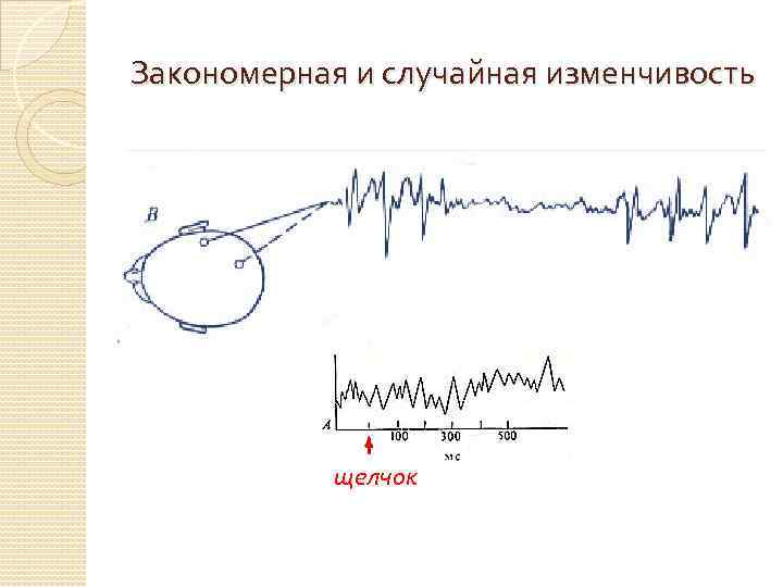 Закономерная и случайная изменчивость щелчок 