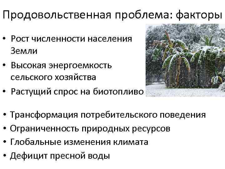 Продовольственная проблема: факторы • Рост численности населения Земли • Высокая энергоемкость сельского хозяйства •