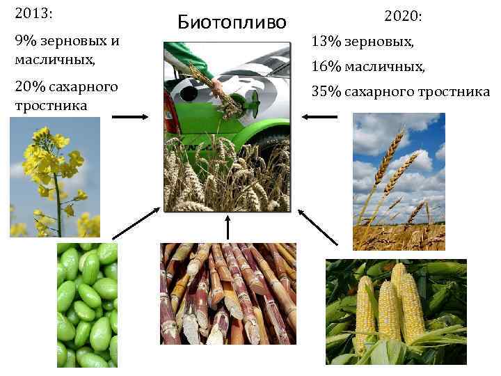 2013: 9% зерновых и масличных, 20% сахарного тростника Биотопливо 2020: 13% зерновых, 16% масличных,