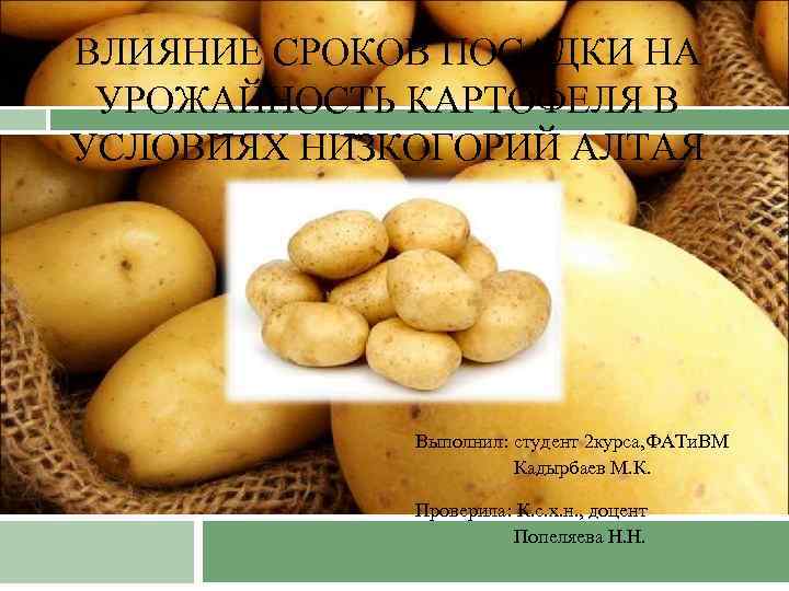 Определить урожайность картофеля. Влияние удобрений на урожайность картофеля. Сроки посадки картофеля на Кубани. Презентация влияние стимуляторов роста на продуктивность картофеля. Влияние окучивания на урожай картофеля исследовательская работа.