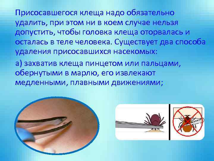 Присосавшегося клеща надо обязательно удалить, при этом ни в коем случае нельзя допустить, чтобы