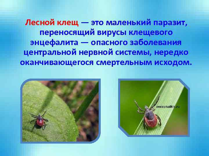 Лесной клещ — это маленький паразит, переносящий вирусы клещевого энцефалита — опасного заболевания центральной