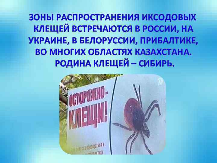 ЗОНЫ РАСПРОСТРАНЕНИЯ ИКСОДОВЫХ КЛЕЩЕЙ ВСТРЕЧАЮТСЯ В РОССИИ, НА УКРАИНЕ, В БЕЛОРУССИИ, ПРИБАЛТИКЕ, ВО МНОГИХ