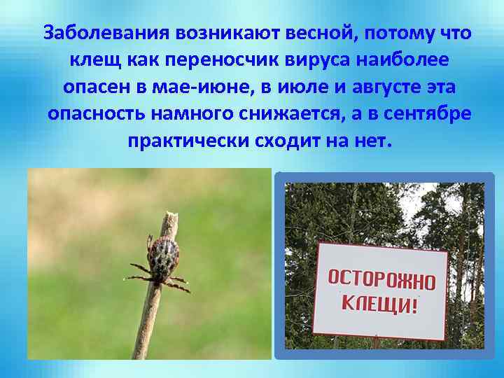 Заболевания возникают весной, потому что клещ как переносчик вируса наиболее опасен в мае-июне, в