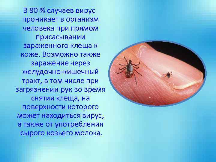 В 80 % случаев вирус проникает в организм человека при прямом присасывании зараженного клеща