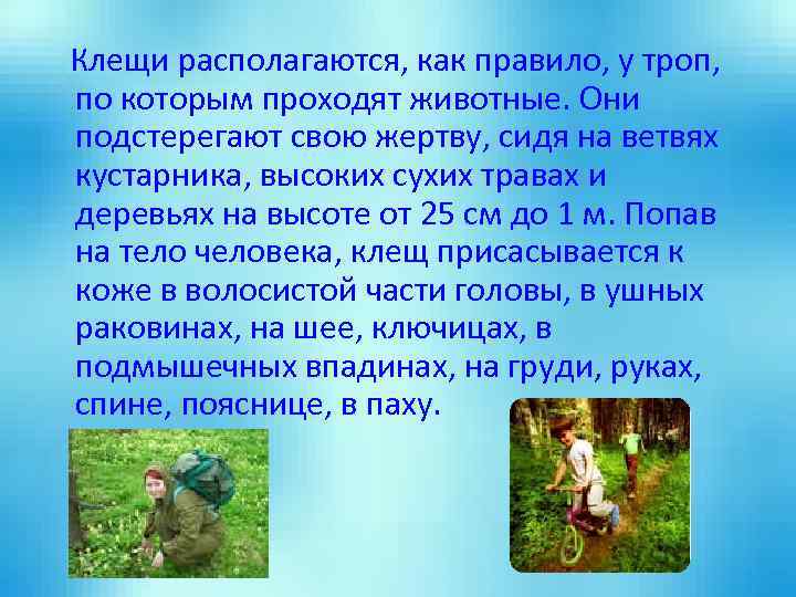 Клещи располагаются, как правило, у троп, по которым проходят животные. Они подстерегают свою жертву,