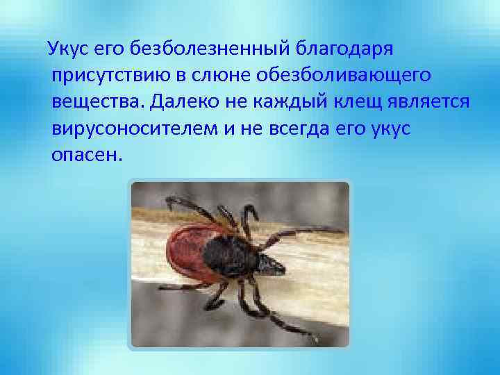 Укус его безболезненный благодаря присутствию в слюне обезболивающего вещества. Далеко не каждый клещ является