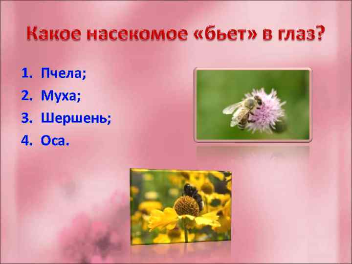 1. 2. 3. 4. Пчела; Муха; Шершень; Оса. 