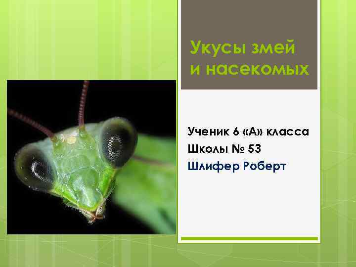 Укусы змей и насекомых Ученик 6 «А» класса Школы № 53 Шлифер Роберт 