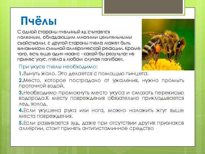 Пчёлы С одной стороны пчелиный яд считается полезным, обладающим многими целительными свойствами, с другой