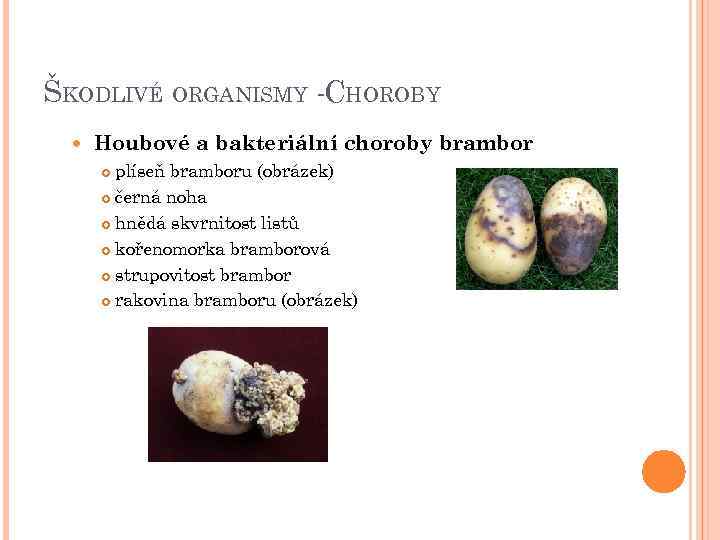 ŠKODLIVÉ ORGANISMY -CHOROBY Houbové a bakteriální choroby brambor plíseň bramboru (obrázek) černá noha hnědá