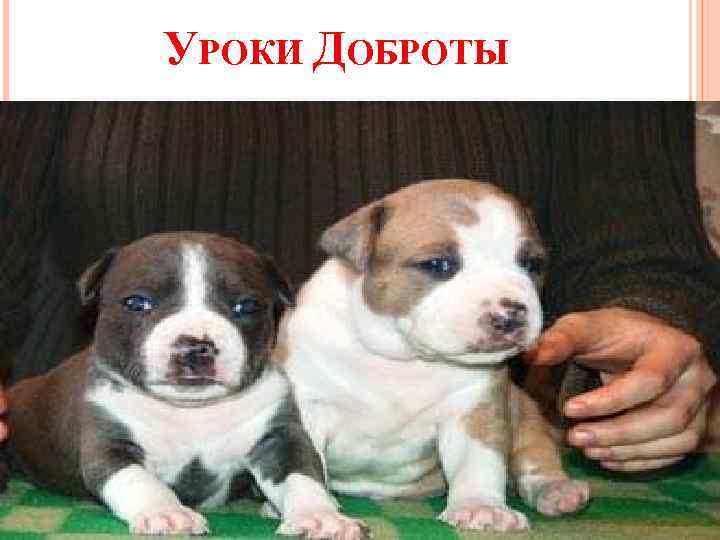 УРОКИ ДОБРОТЫ 
