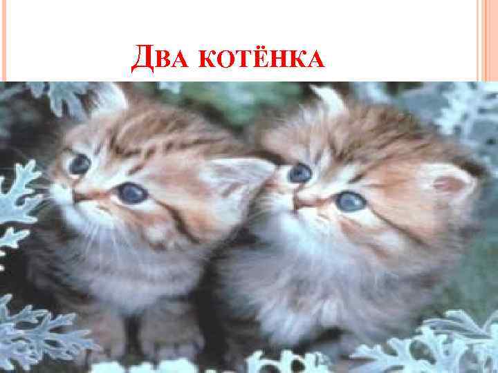 ДВА КОТЁНКА 