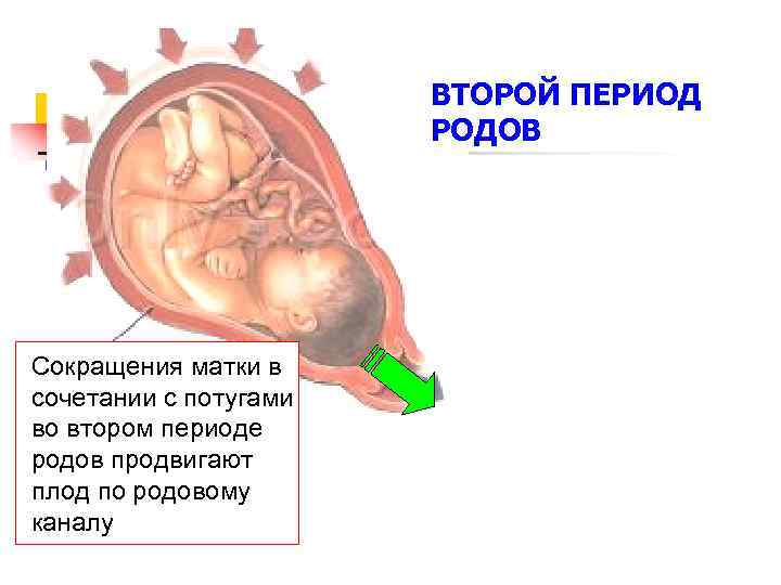 ВТОРОЙ ПЕРИОД РОДОВ Сокращения матки в сочетании с потугами во втором периоде родов продвигают