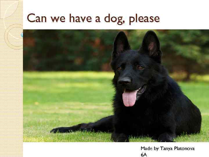Can we have a dog, please Made by Tanya Platonova 6 A 