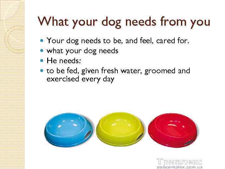 What your dog needs from you Your dog needs to be, and feel, cared