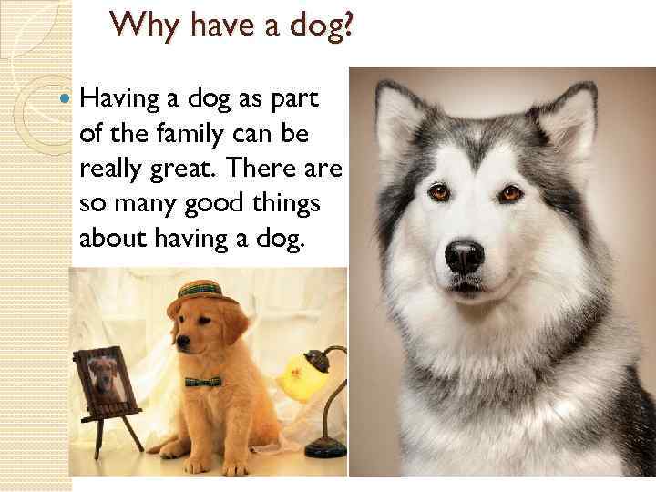 Why have a dog? Having a dog as part of the family can be