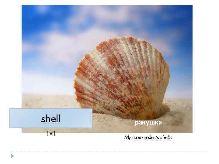 shell [ʃel] ракушка My mom collects shells. 