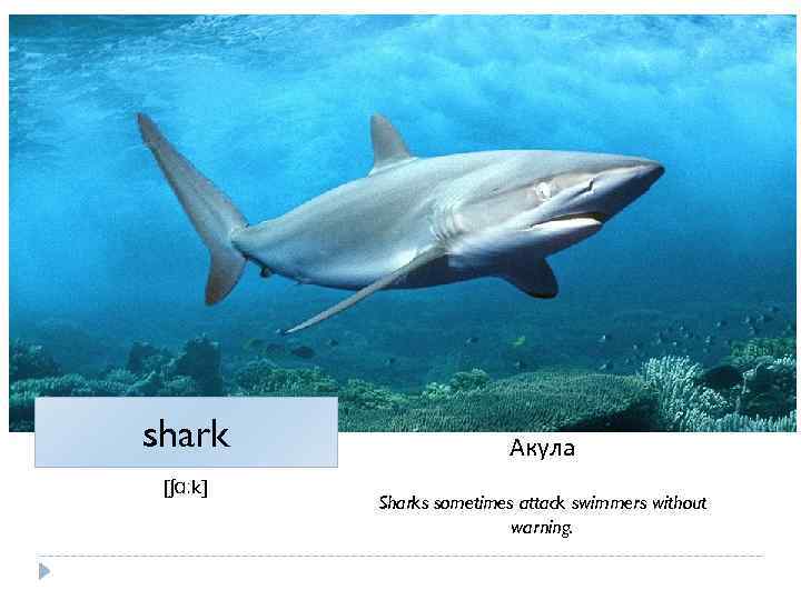 shark [ʃɑːk] Акула Sharks sometimes attack swimmers without warning. 