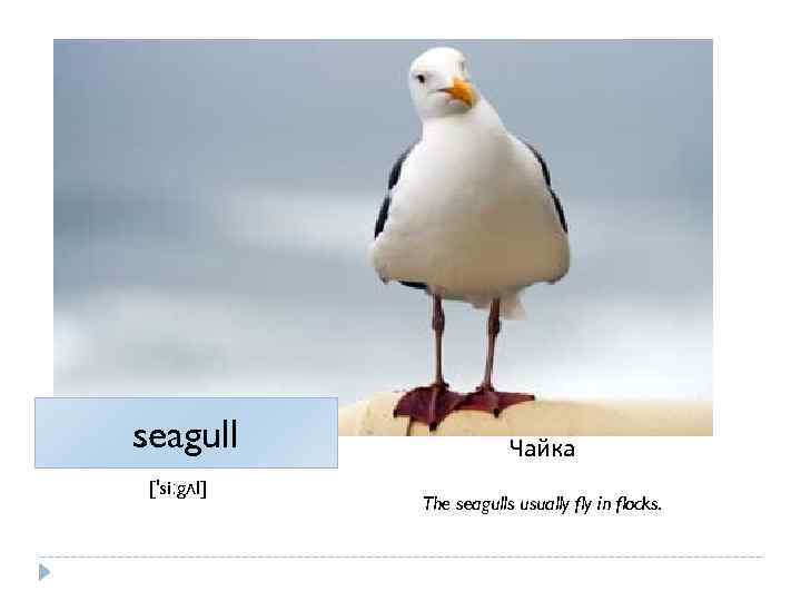 seagull ['siːgʌl] Чайка The seagulls usually fly in flocks. 
