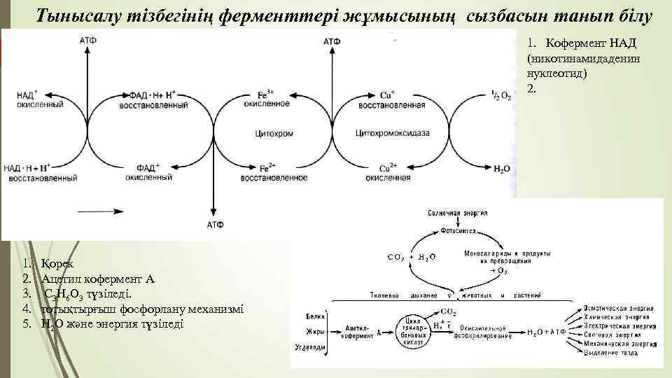 Лев циклы