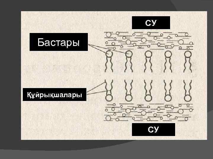 Биологиялық мембраналар презентация