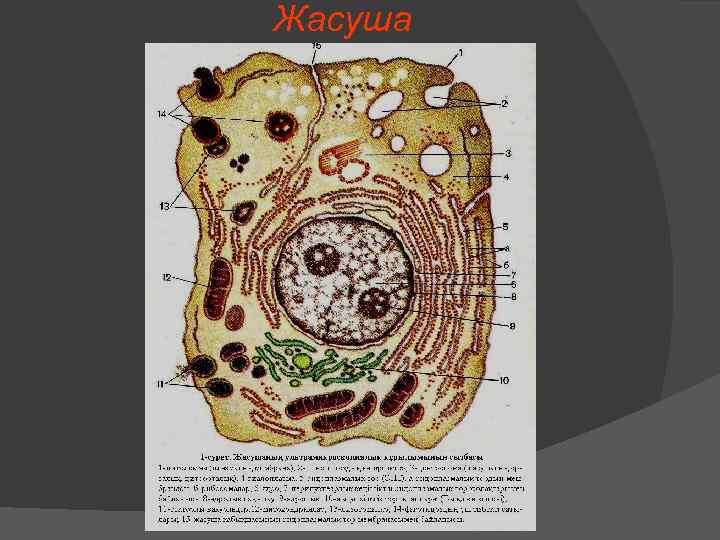 Клетка организма какого царства изображена на рисунке