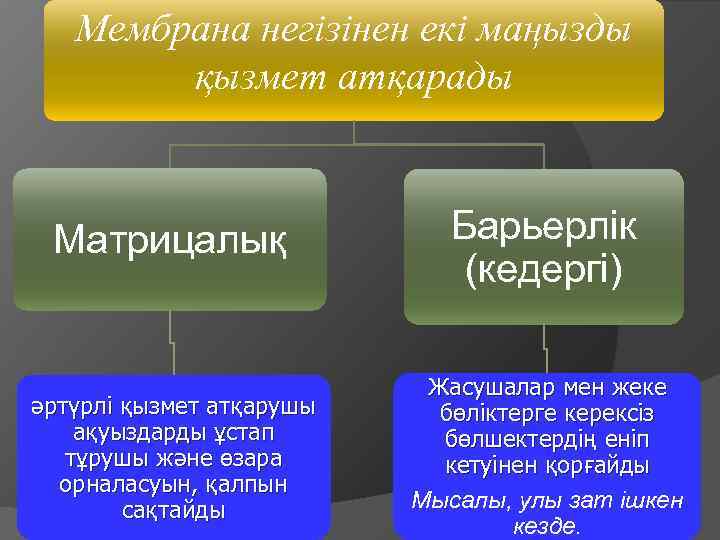 Мембрана негізінен екі маңызды қызмет атқарады Матрицалық Барьерлік (кедергі) әртүрлі қызмет атқарушы ақуыздарды ұстап