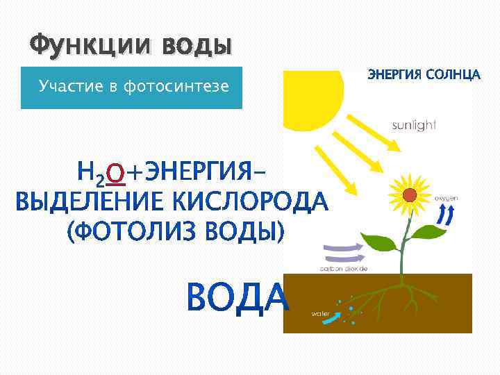 Фотолиз кислорода. Фотолиз воды. Роль воды при фотосинтезе. Как вода участвует в фотосинтезе. Роль воды в процессе фотосинтеза.