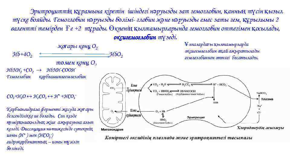 Эритроциттің құрамына кіретін ішіндегі нәруызды зат гемоглобин, қанның түсін қызыл түске бояйды. Гемоглобин нәруызды