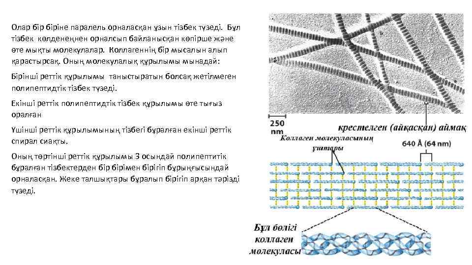 Олар біріне паралель орналасқан ұзын тізбек түзеді. Бұл тізбек көлденеңнен орналсып байланысқан көпірше және