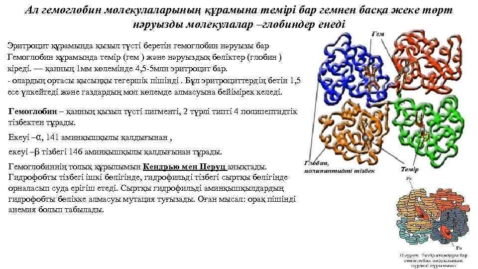 Роль гемоглобина в организме человека презентация