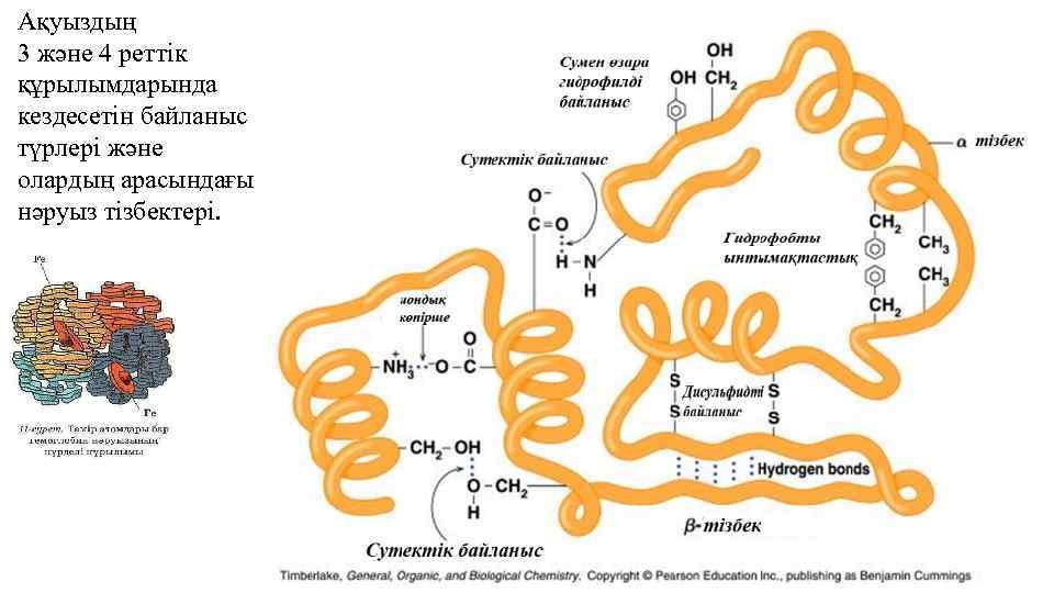 Ақуыздың 3 және 4 реттік құрылымдарында кездесетін байланыс түрлері және олардың арасындағы нәруыз тізбектері.