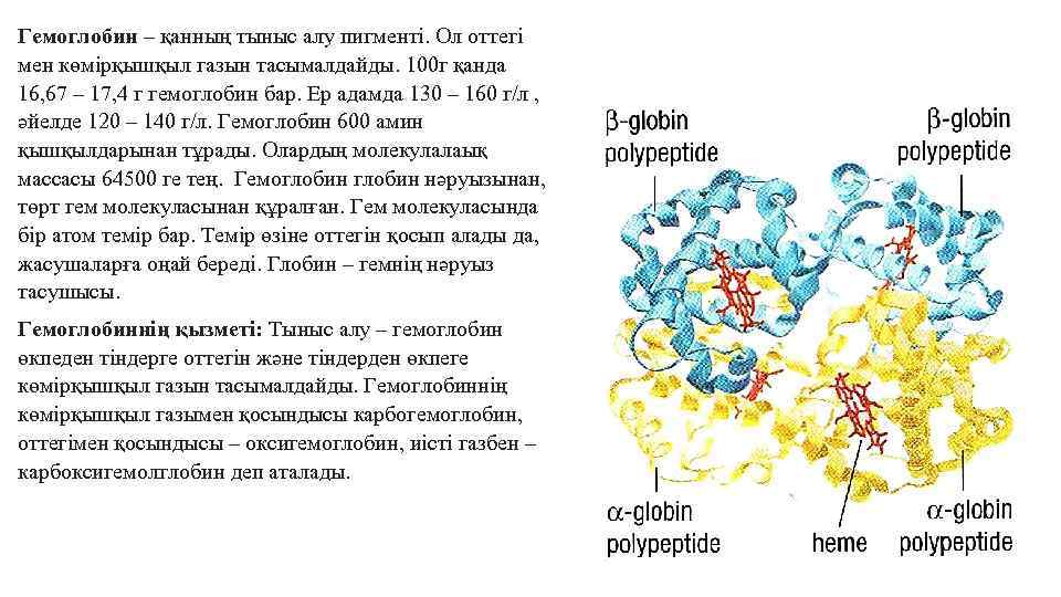 Гемоглобин – қанның тыныс алу пигменті. Ол оттегі мен көмірқышқыл газын тасымалдайды. 100 г