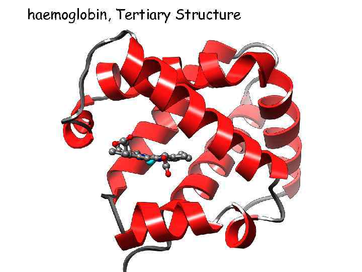 haemoglobin, Tertiary Structure 