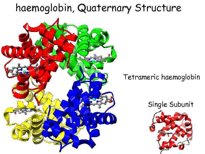 haemoglobin, Quaternary Structure Tetrameric haemoglobin Single Subunit 