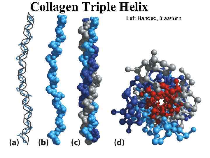 Collagen Triple Helix Left Handed, 3 aa/turn 