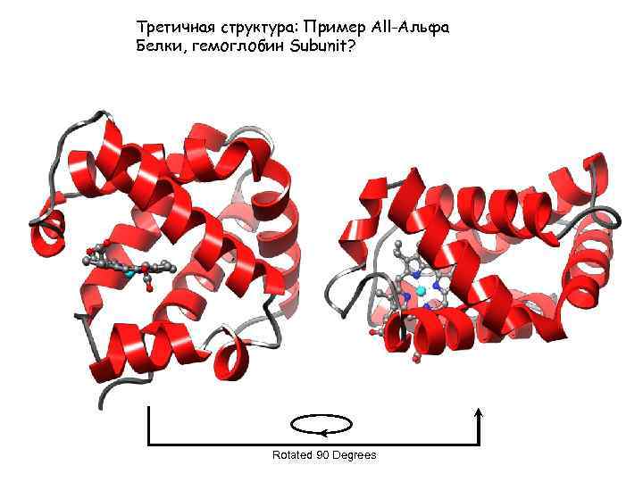 Третичная структура: Пример All-Альфа Белки, гемоглобин Subunit? Rotated 90 Degrees 