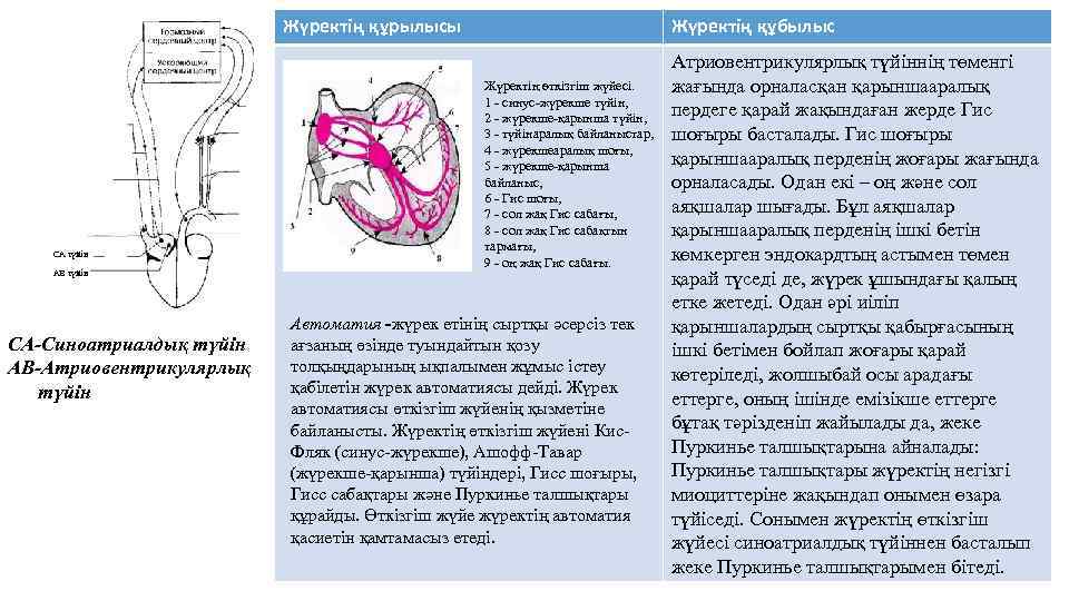 Жүректің өткізгіштік жүйесі презентация