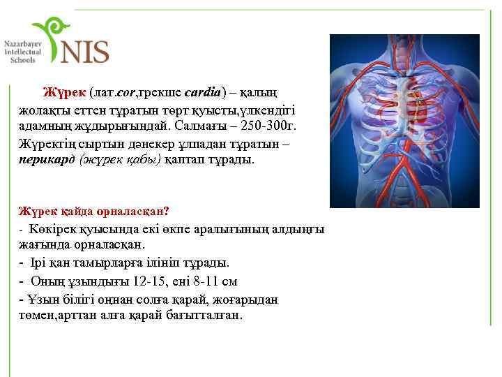 Жүрек (лат. cor, грекше cardia) – қалың жолақты еттен тұратын төрт қуысты, үлкендігі адамның