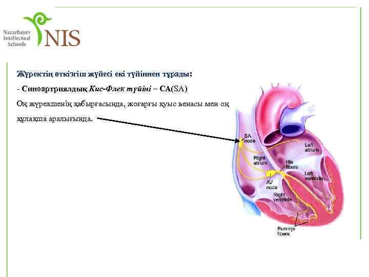 Жүректің өткізгіш жүйесі екі түйіннен тұрады: - Синоартриялдық Кис-Флек түйіні – СА(SA) Оң жүрекшенің
