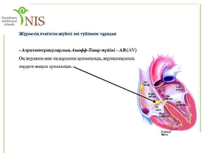 Жүректің өткізгіш жүйесі екі түйіннен тұрады: - Атриовентрикулярлық Ашофф-Тавар түйіні – АВ (AV) Оң