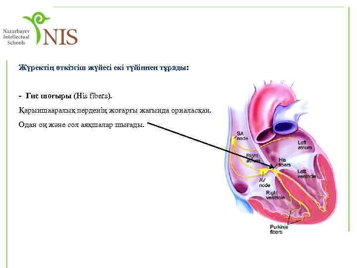 Жүректің өткізгіш жүйесі екі түйіннен тұрады: - Гис шоғыры (His fibers). Қарыншааралық перденің жоғарғы