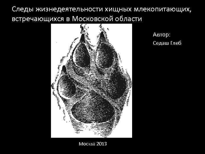 Следы жизнедеятельности хищных млекопитающих, встречающихся в Московской области Автор: Седаш Глеб Москва 2013 