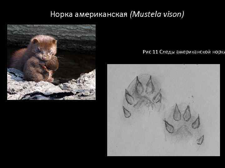 Норка американская (Mustela vison) Рис 11 Следы американской норки 