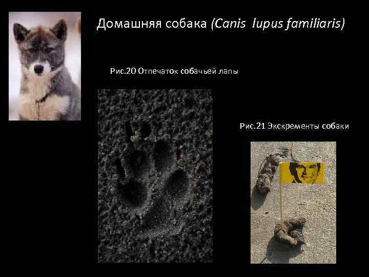 Домашняя собака (Canis lupus familiaris) Рис. 20 Отпечаток собачьей лапы Рис. 21 Экскременты собаки